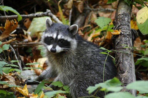 Wild raccoon digs in the autumn foliage