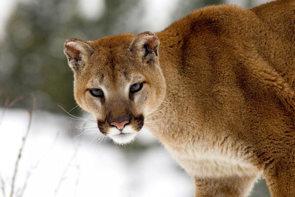 Paysage d hiver et animal de la faune