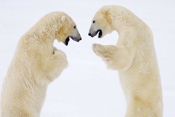 Polar bears on a frosty day