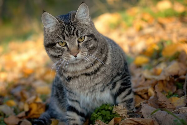 一只带条纹的猫饶有兴趣地看着正在发生的事情