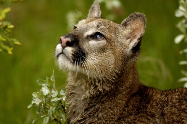 Gato selvagem close-up