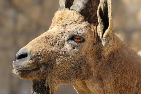 Un animal intéressant, jamais rencontré une telle chose