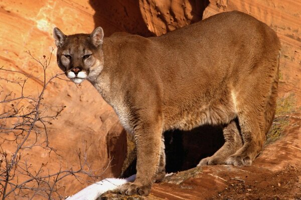 Prédateur sur fond de montagnes en regardant au loin