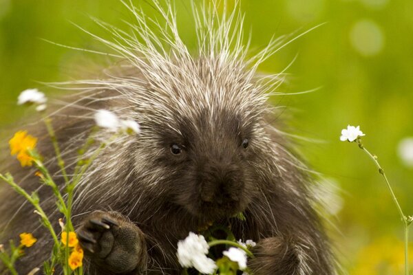 Porcupine meal in an open area