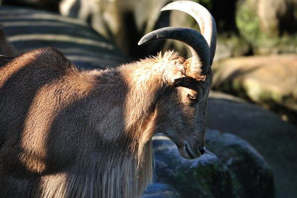 The mountain goat lowered his head in thought