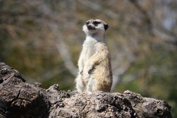 Gopher se calienta en la sal