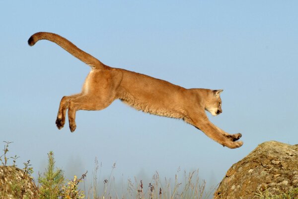 Gran foto con un gato salvaje en un salto