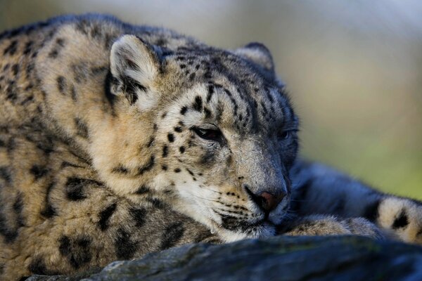 Triste animal couché sur le sol