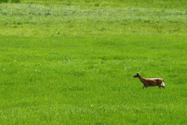 Beautiful view of the field with an animal