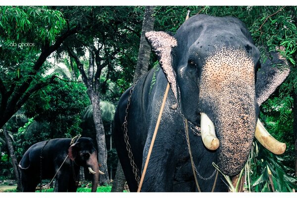 A tortured working elephant in chains