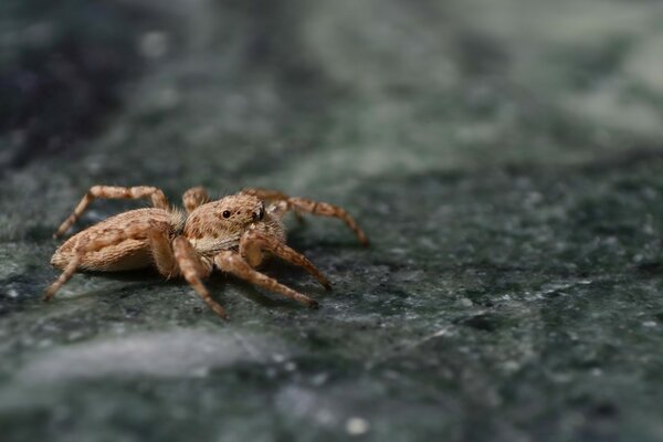 Photographie macro de la couleur inhabituelle d une araignée