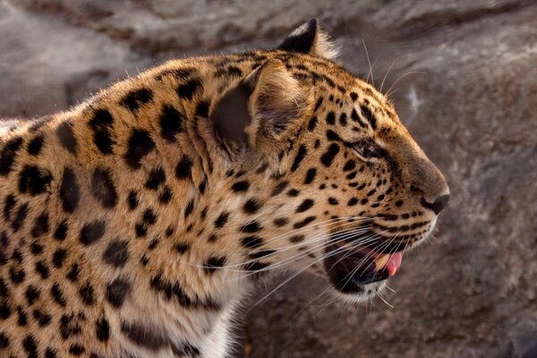 Der Leopard schaut zur Seite