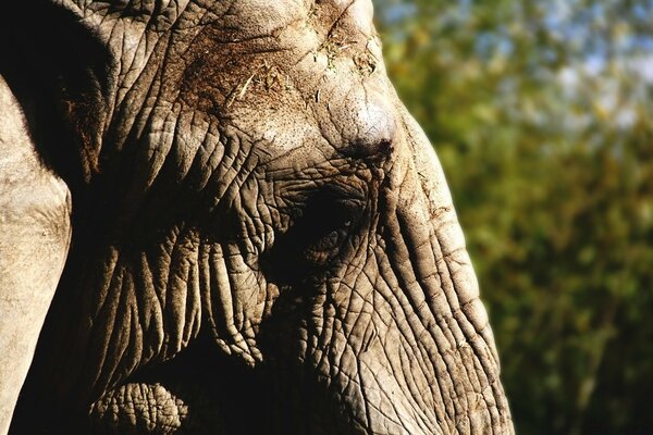 Potente elefante in un ambiente naturale