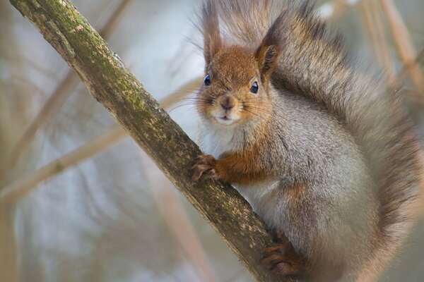 A squirrel with a fluffy tail sits on a branch