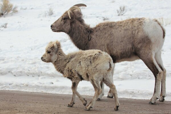 Animals walking on the street