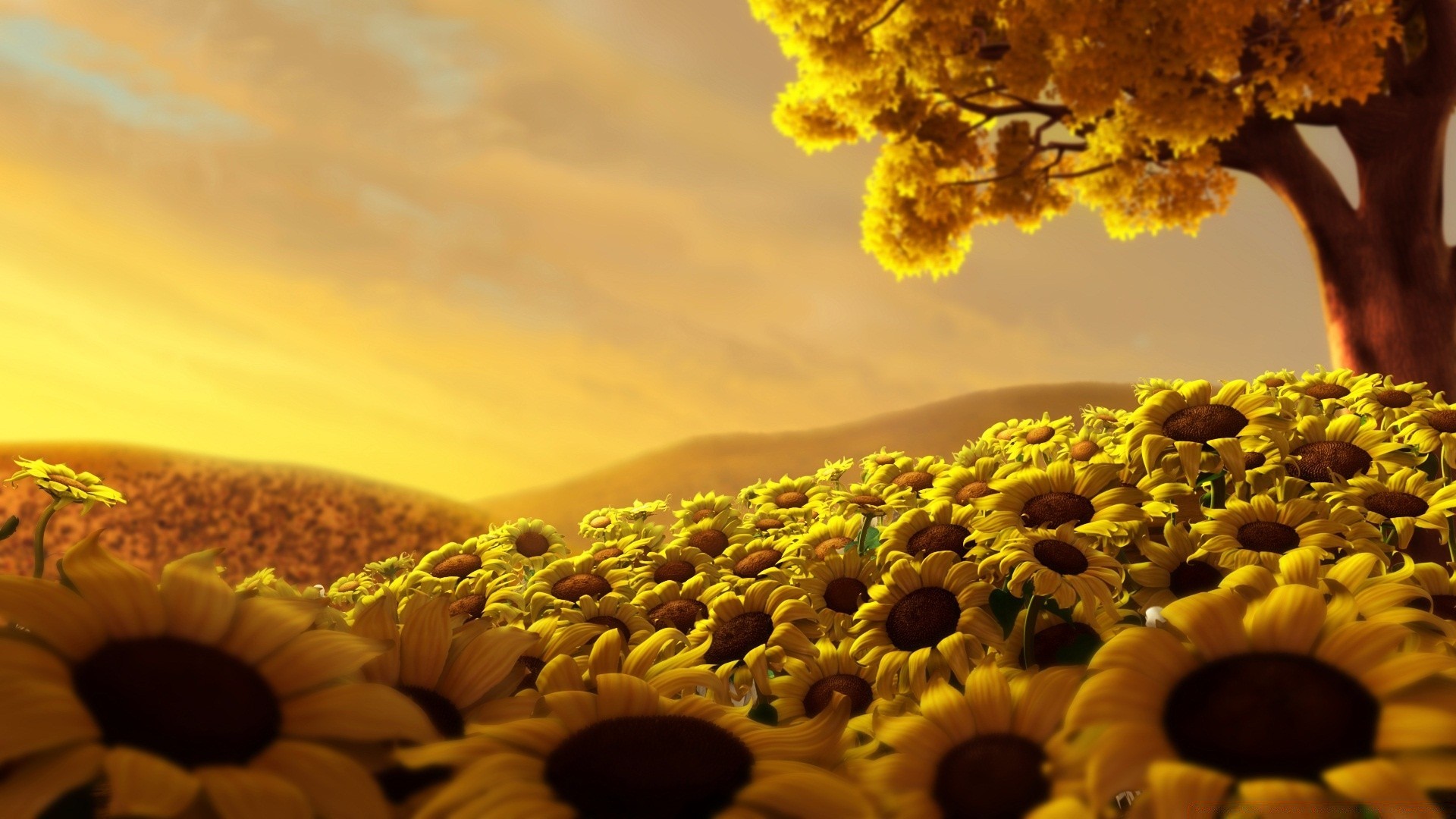 gráficos 3d natureza flora flor verão ao ar livre sol cor bonita desktop amanhecer temporada bom tempo girassol