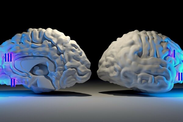 3D图形中两个脑叶的比较