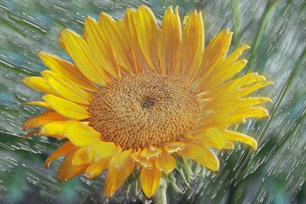 An immature sunflower is naturally drawn