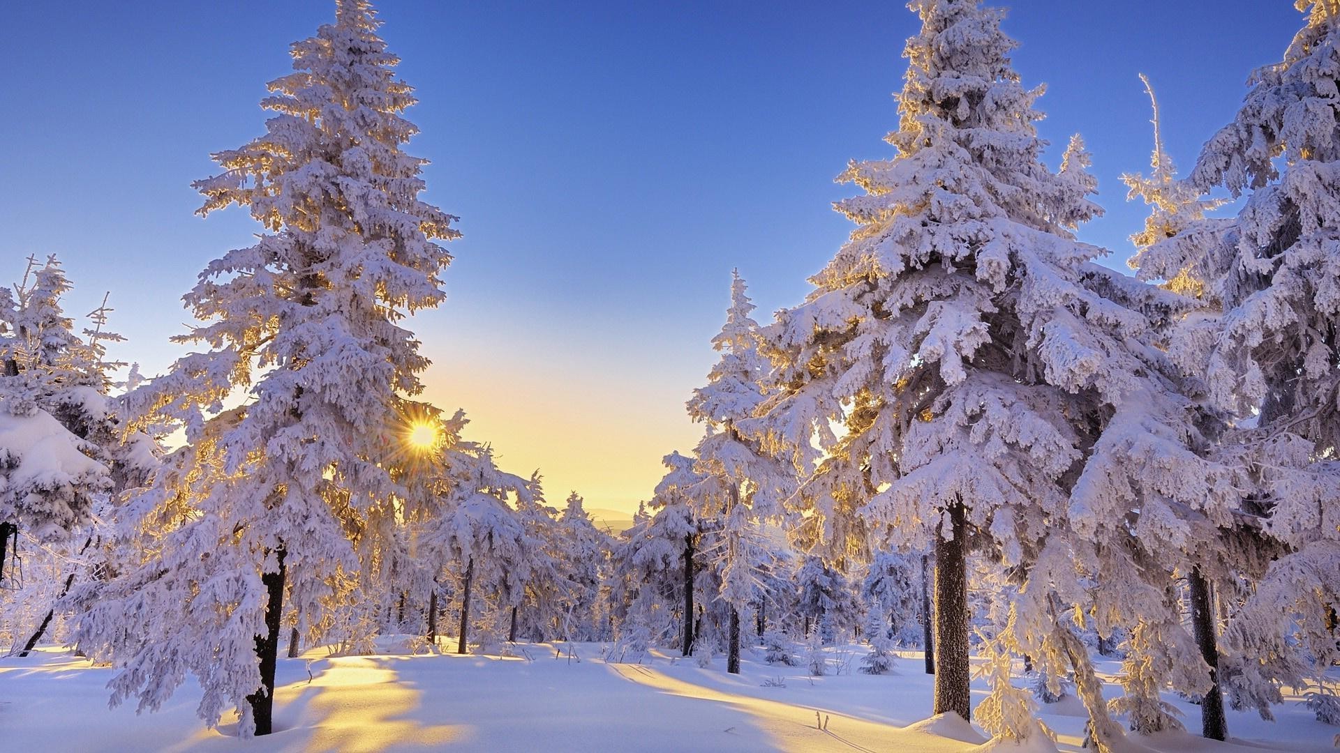 hiver neige bois bois gel froid saison paysage scénique pin congelé glace branche sapin météo beau temps scène nature neige-blanc