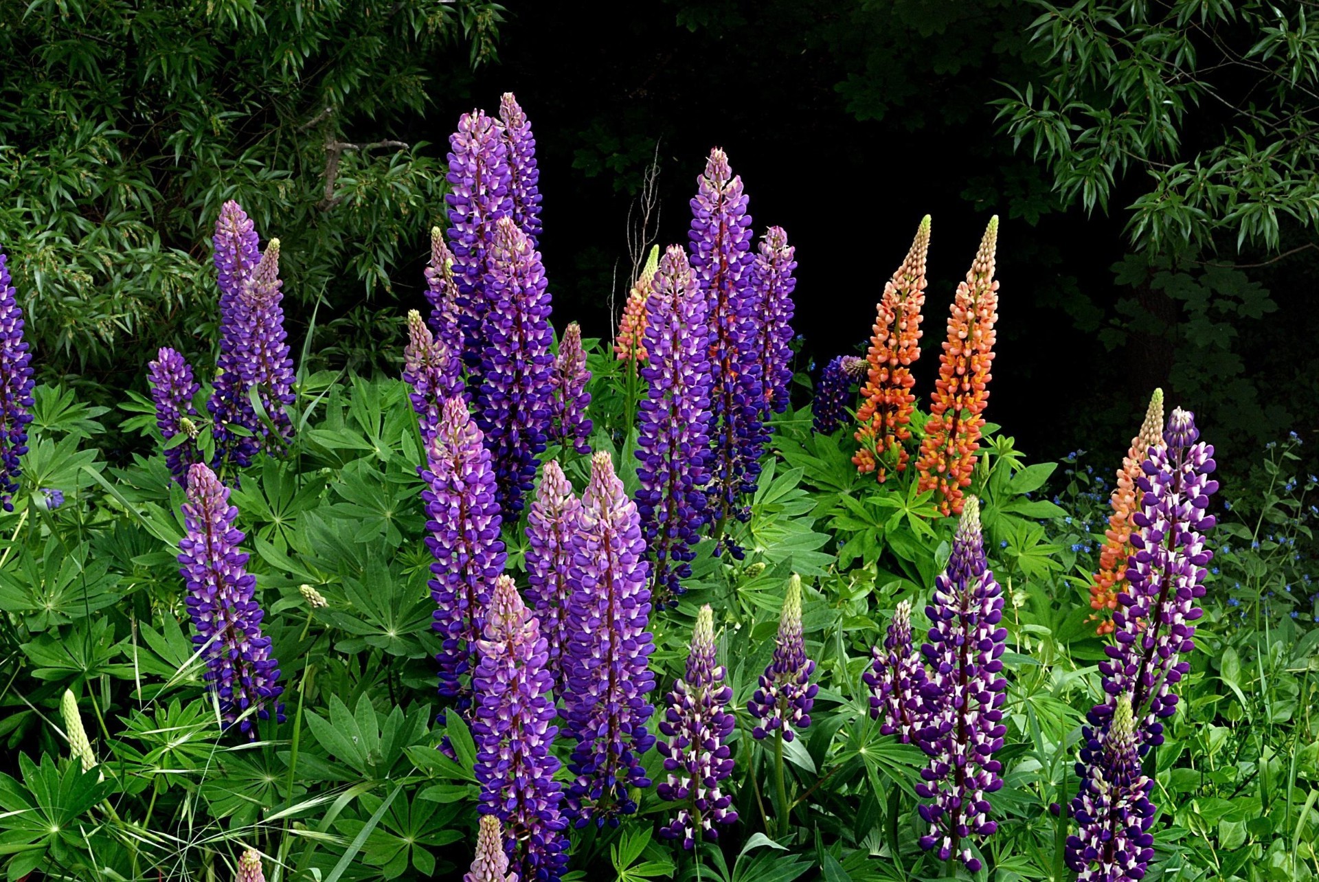 flores natureza flor flora verão jardim ao ar livre cor crescimento folha tremoço floral bonita parque temporada cabeça close-up brilhante desktop blooming