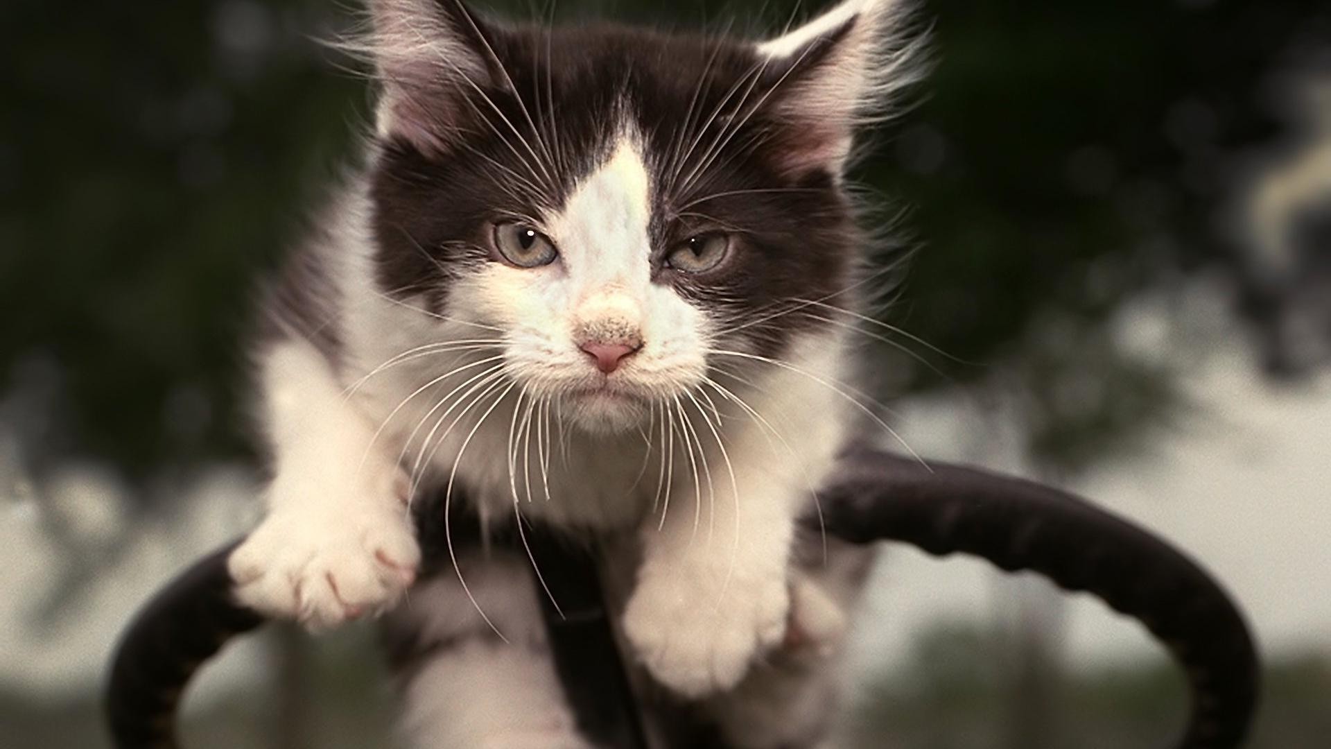 chats chat mignon portrait animal oeil nature fourrure mammifère animal de compagnie chaton jeune