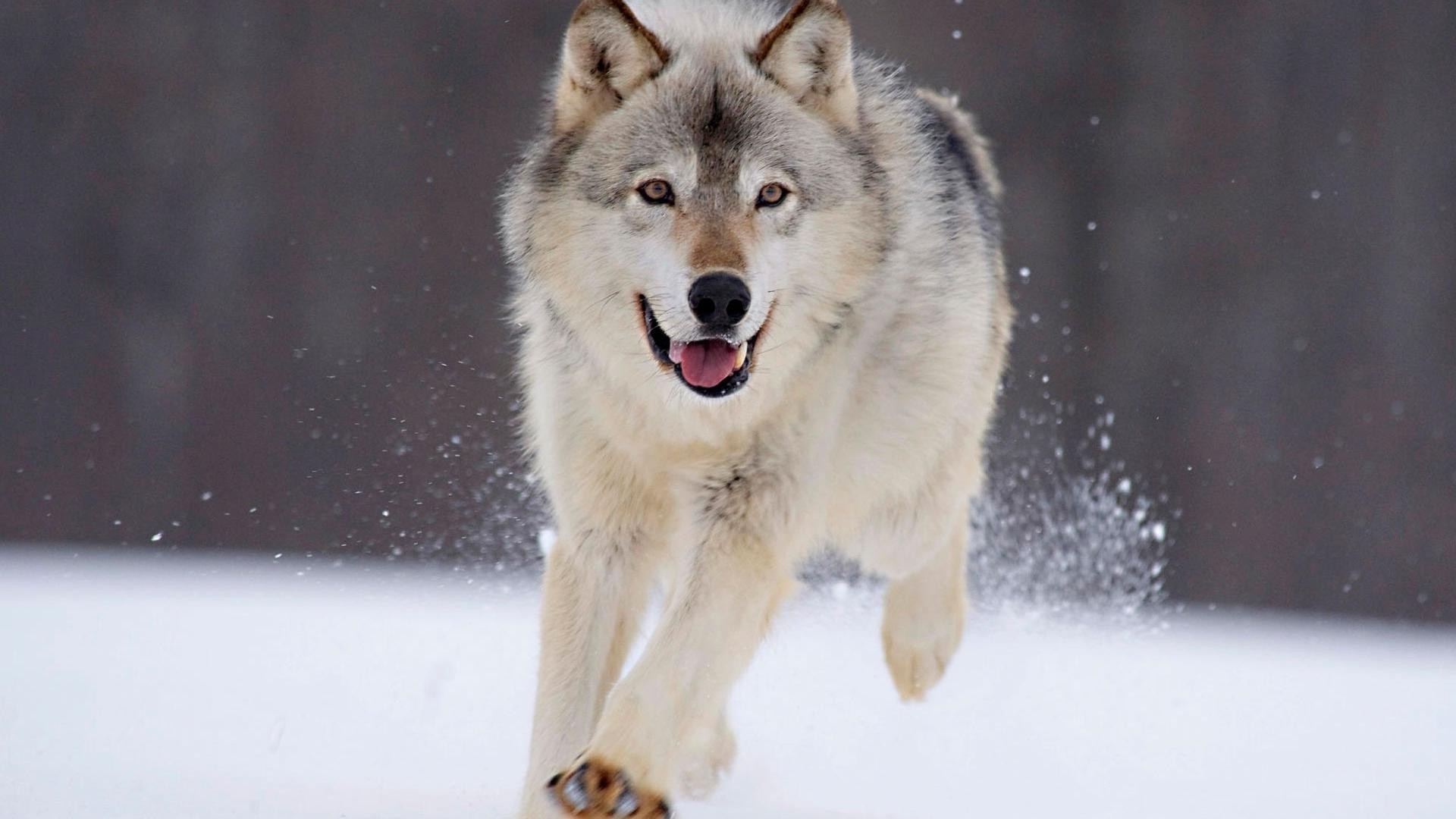 animals mammal winter snow wolf canine frosty one portrait dog wildlife