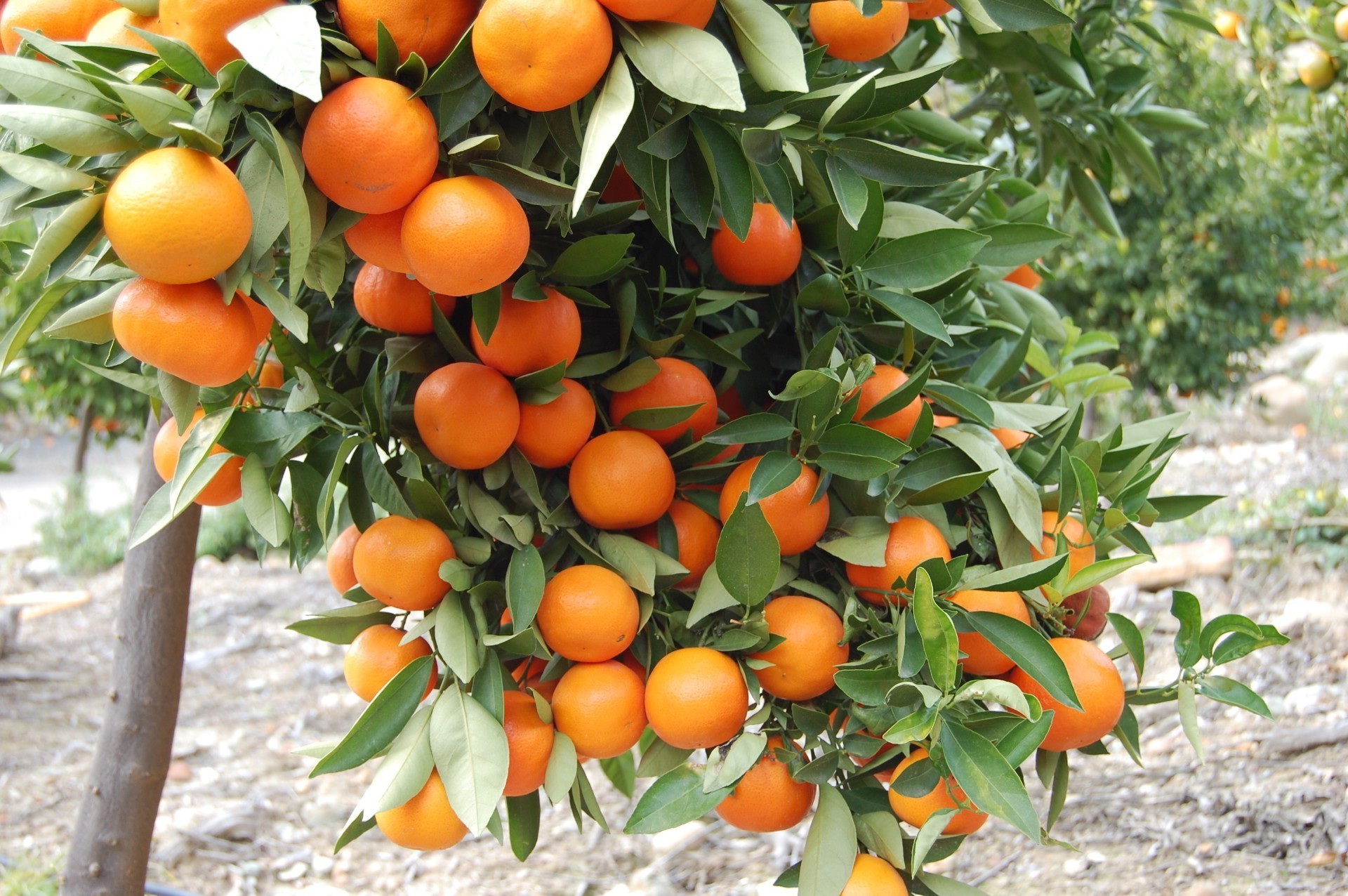 frutas folha comida natureza jardim suculento pasto agricultura crescer saúde verão saudável flora ramo