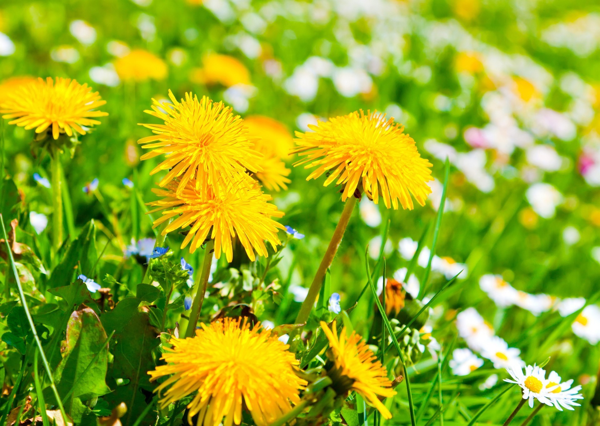 fiori di campo dente di leone estate natura fiore erba flora fieno campo foglia bel tempo all aperto crescita sole giardino rurale luminoso prato ambiente floreale