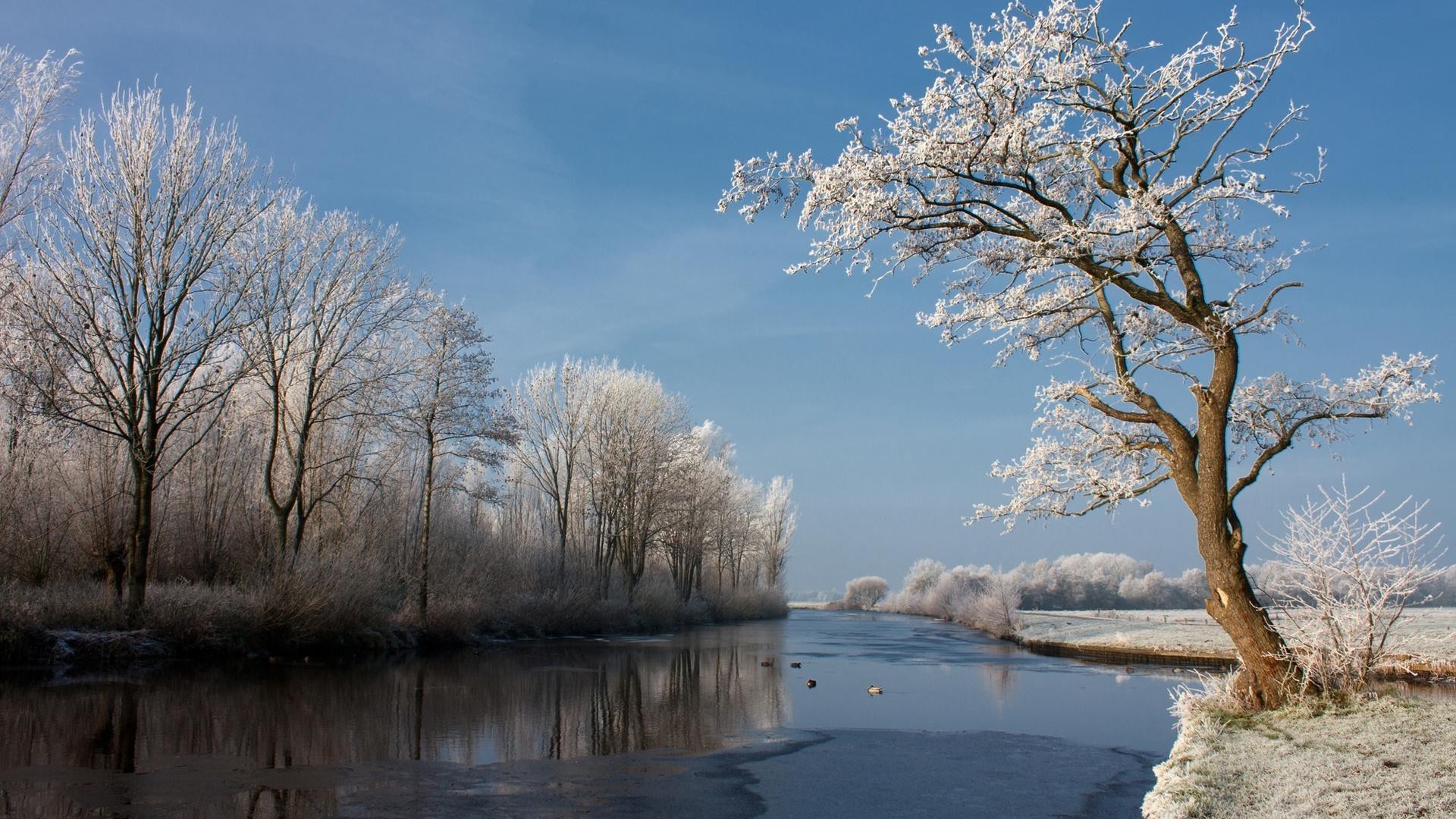 hiver neige arbre paysage froid gel nature glace bois congelé eau météo aube ciel en plein air branche beau temps sang-froid lac