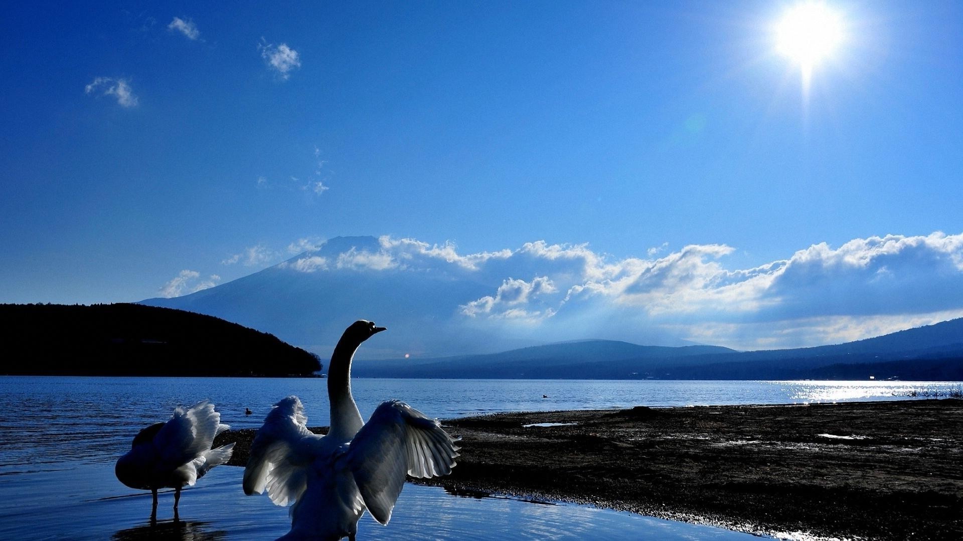 animali acqua tramonto alba cielo natura sole all aperto lago viaggi uccello mare sera spiaggia oceano