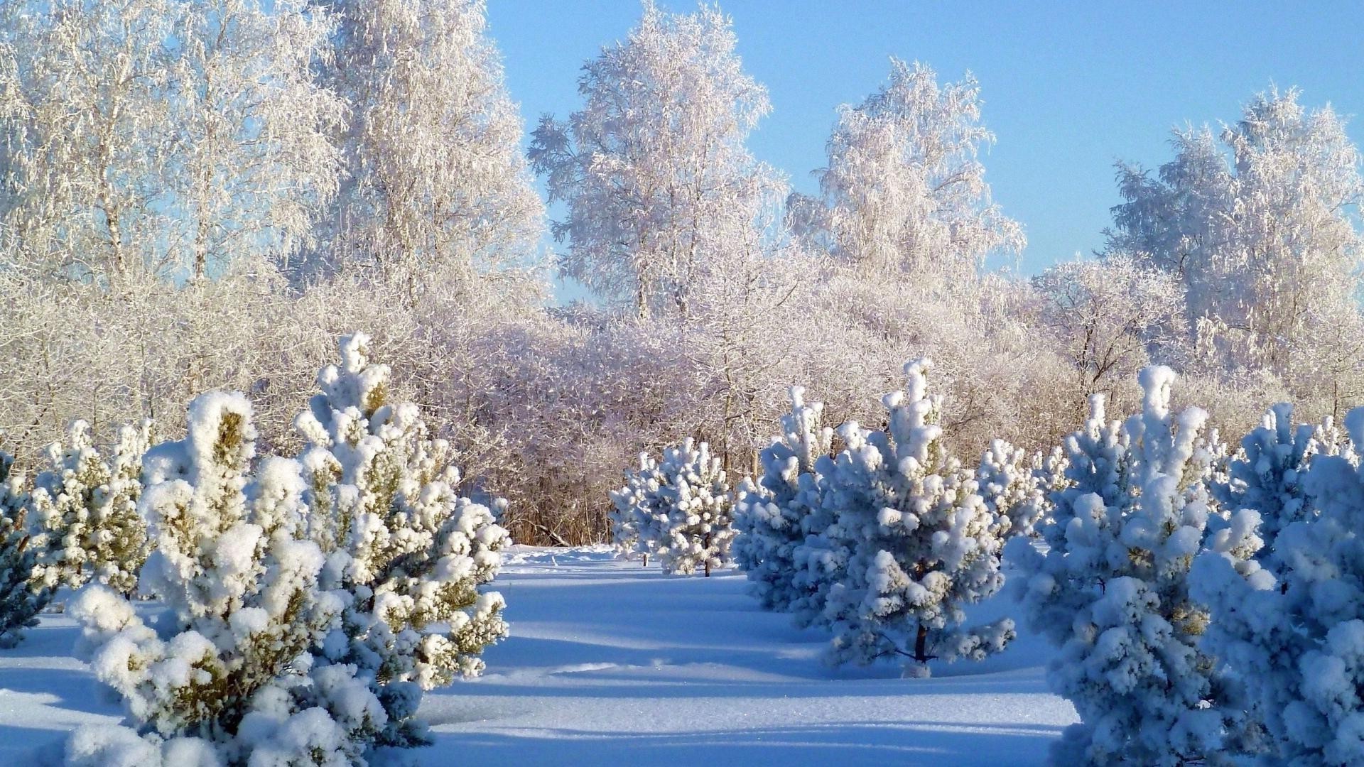 winter snow tree frost season nature branch cold landscape frozen wood fair weather flora outdoors weather ice flower