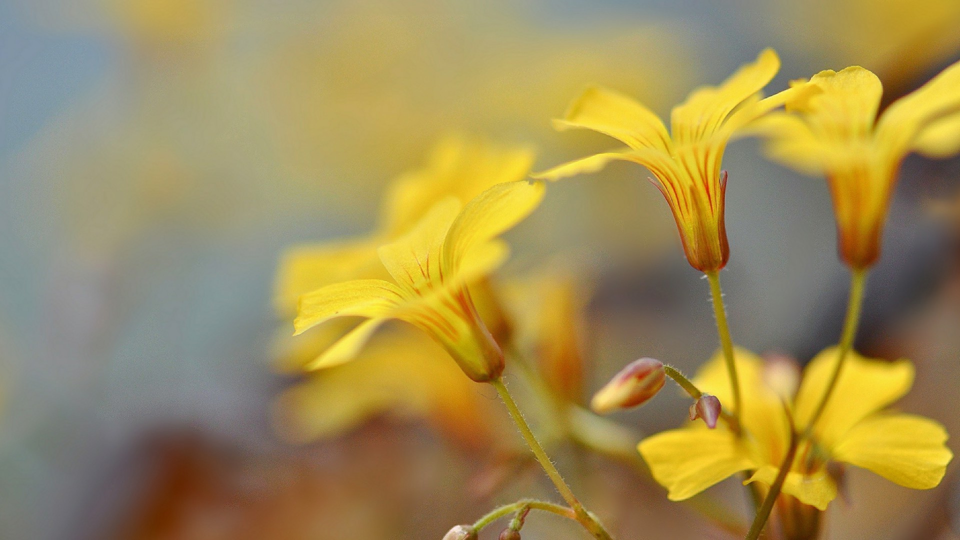 blumen natur unschärfe blume sommer blatt im freien flora gutes wetter sonne hell wachstum