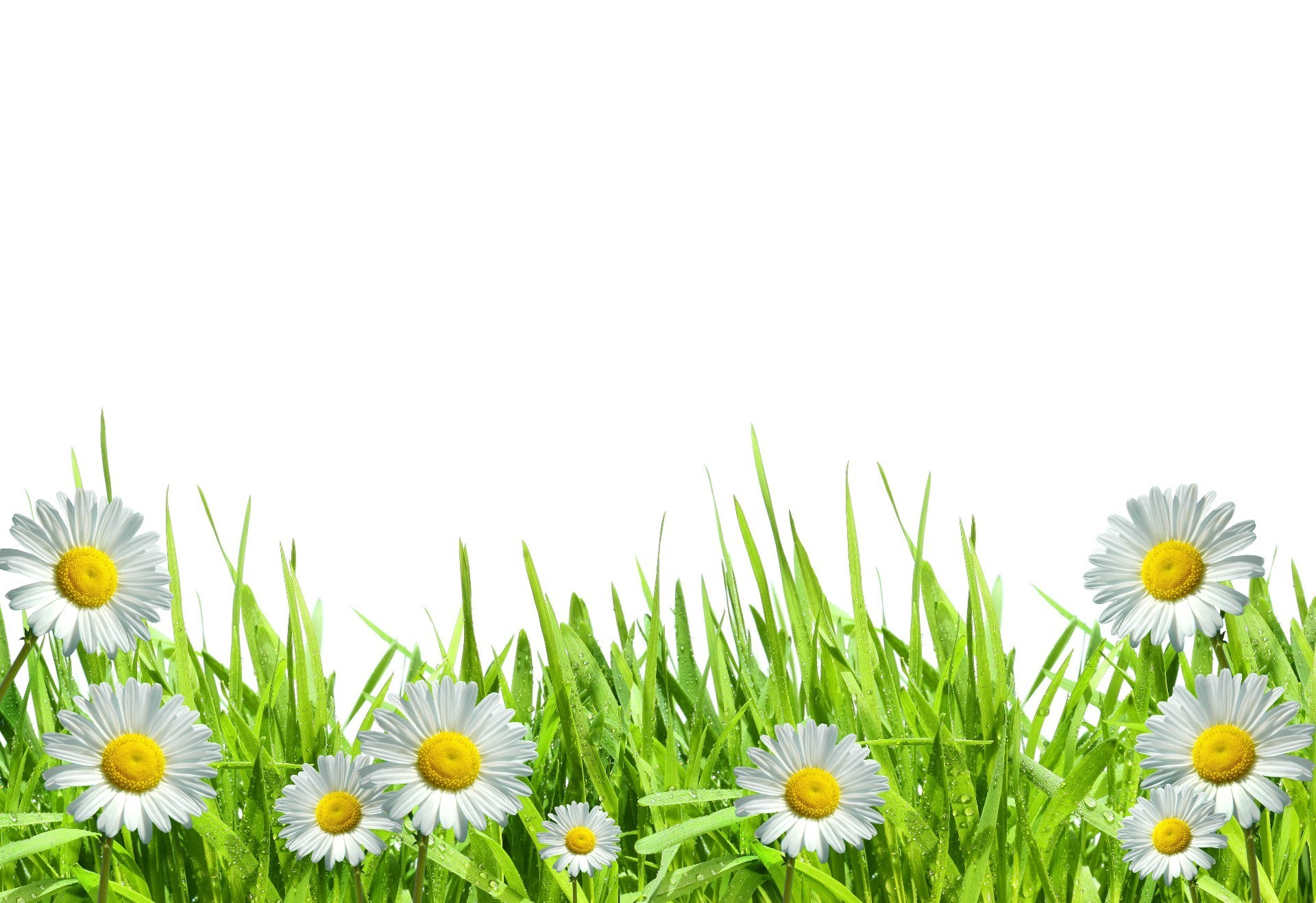 chamomile flora summer nature hayfield grass field flower garden growth environment season desktop bright leaf rural lawn freshness close-up