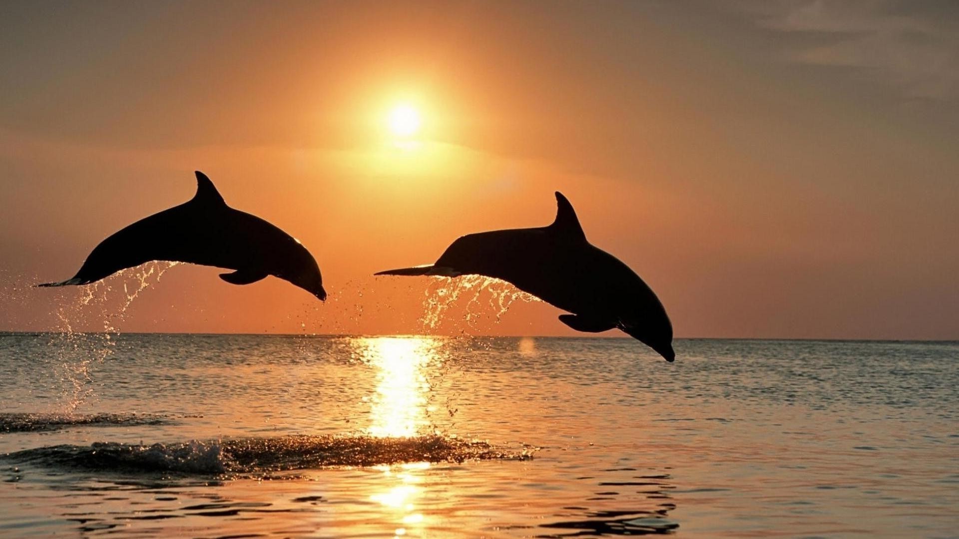 animali acqua delfino soffiatori oceano mare balena tramonto sole nuoto mammifero natura spiaggia