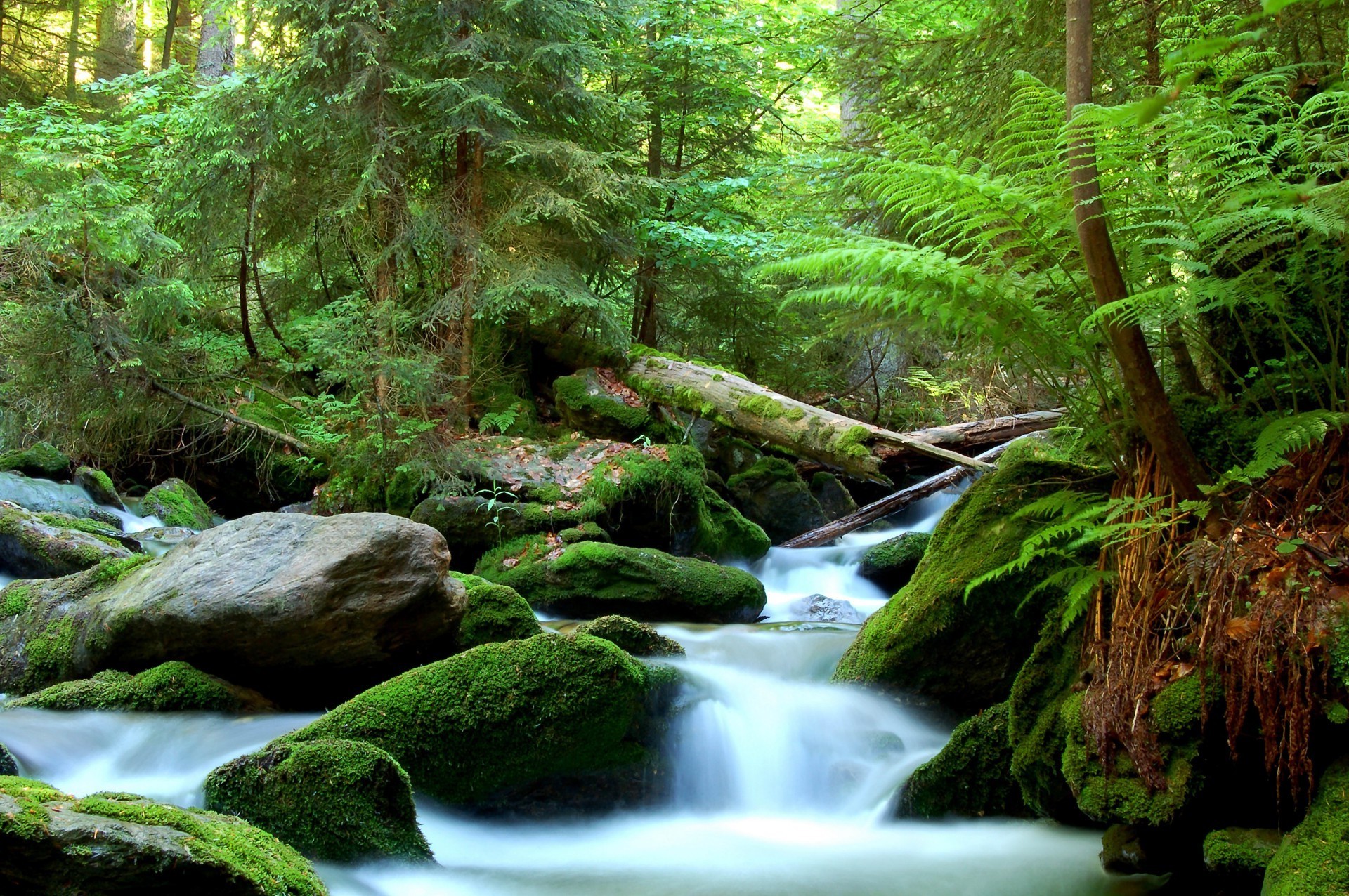 fiumi stagni e torrenti stagni e torrenti legno muschio natura acqua foglia paesaggio cascata fern flusso albero fiume parco selvaggio creek foresta pluviale autunno ambiente all aperto roccia