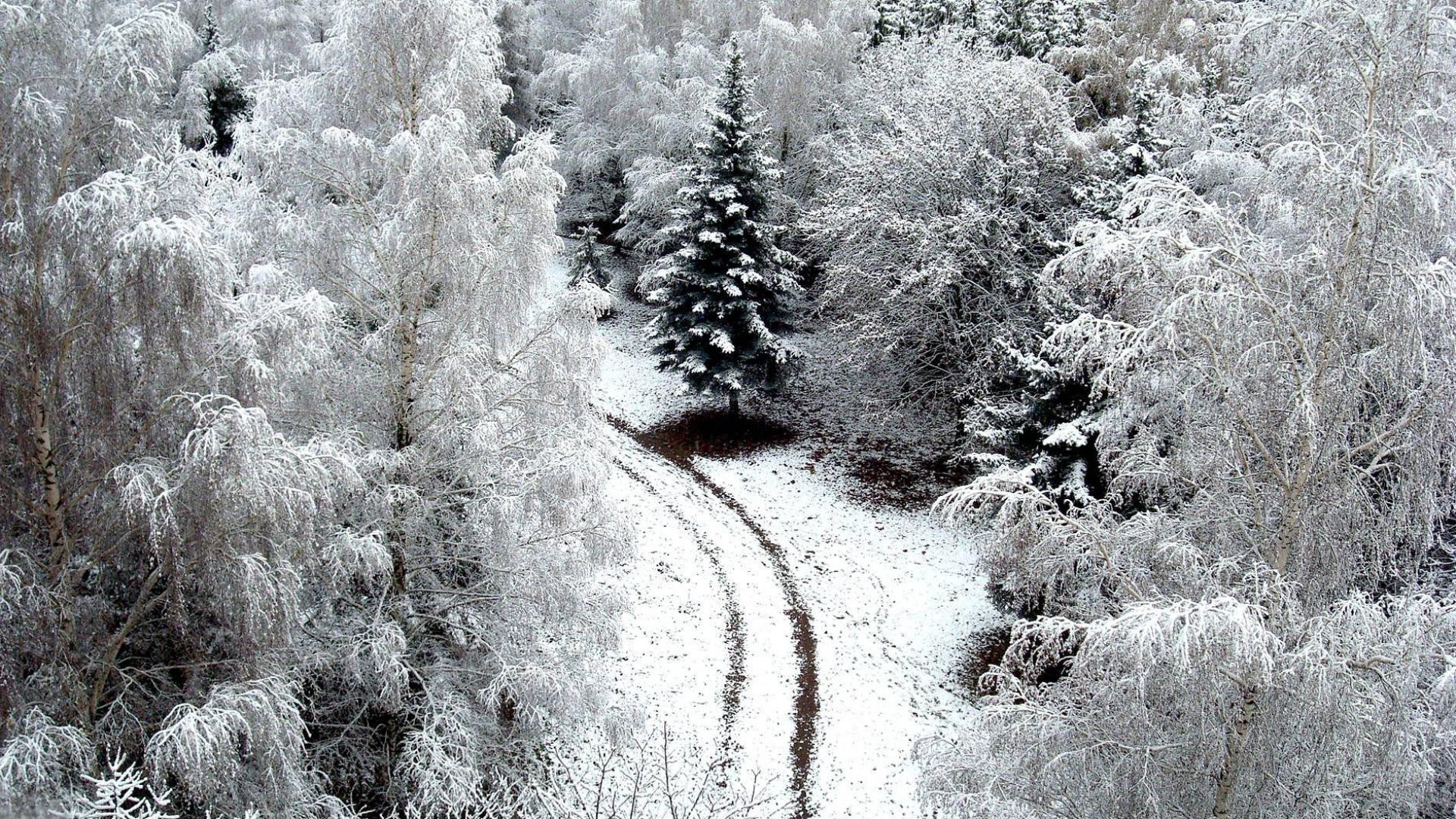 hiver gel neige froid congelé glace saison givré bois météo glacial neige-blanc arbre nature paysage tempête de neige noël