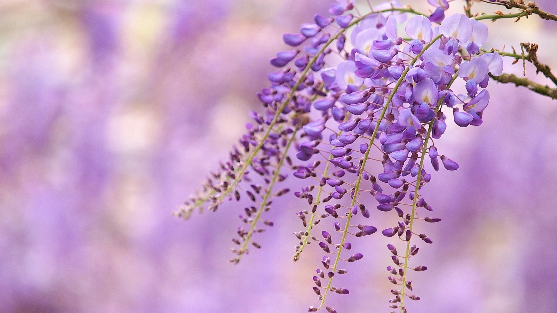 flowers flower nature flora violet blooming garden summer outdoors petal floral leaf season close-up lavender color blur growth park botanical