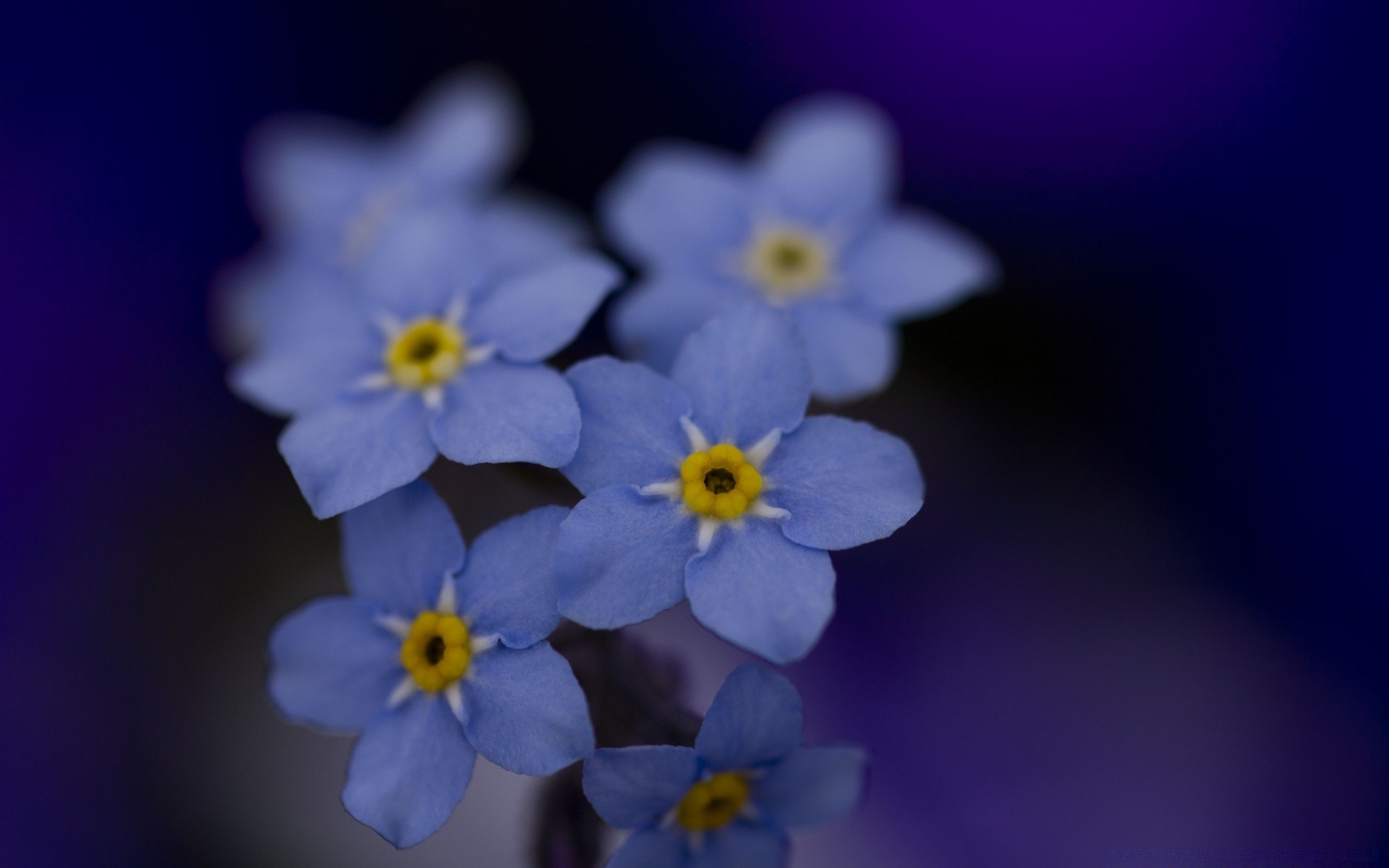 makro kwiat natura flora płatek jasny kolor kwiatowy liść bluming lato