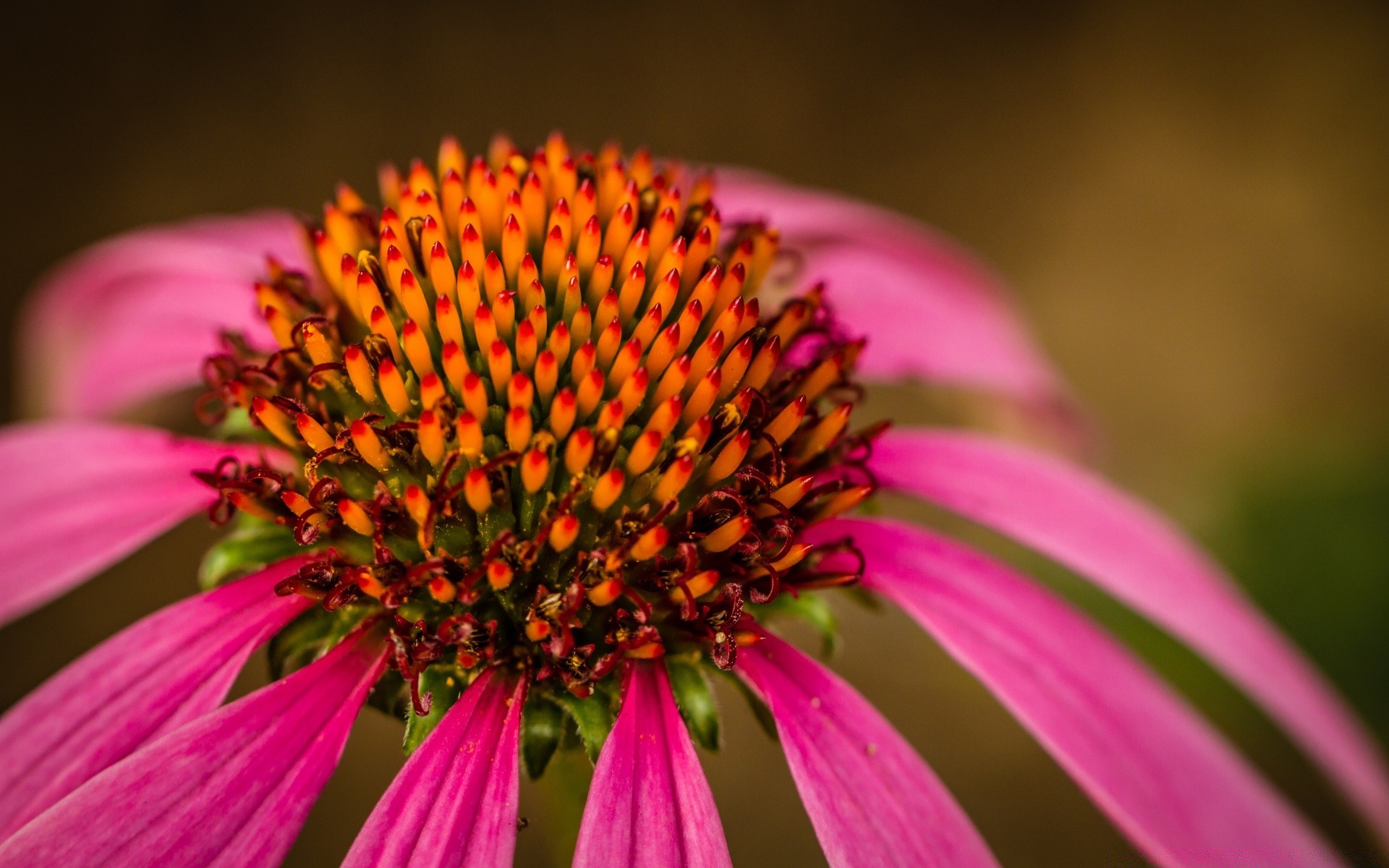 macro fiore natura giardino flora estate all aperto perenne echinacea petalo foglia fioritura close-up insetto floreale luminoso colore