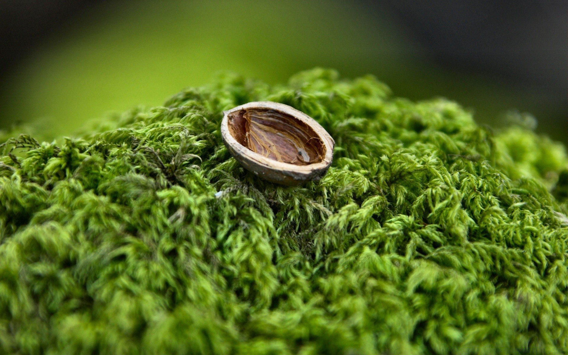 makro fotoğrafçılığı yaprak flora doğa çimen otlar yemek masaüstü tazelik yakın çekim