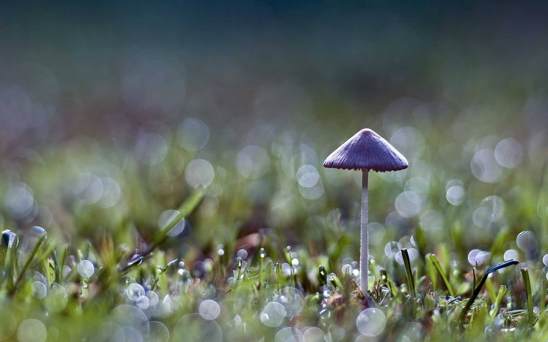 macro herbe nature champignon champignon flore été fleur foin à l extérieur sauvage saison couleur croissance champ mousse automne feuille beau temps flou