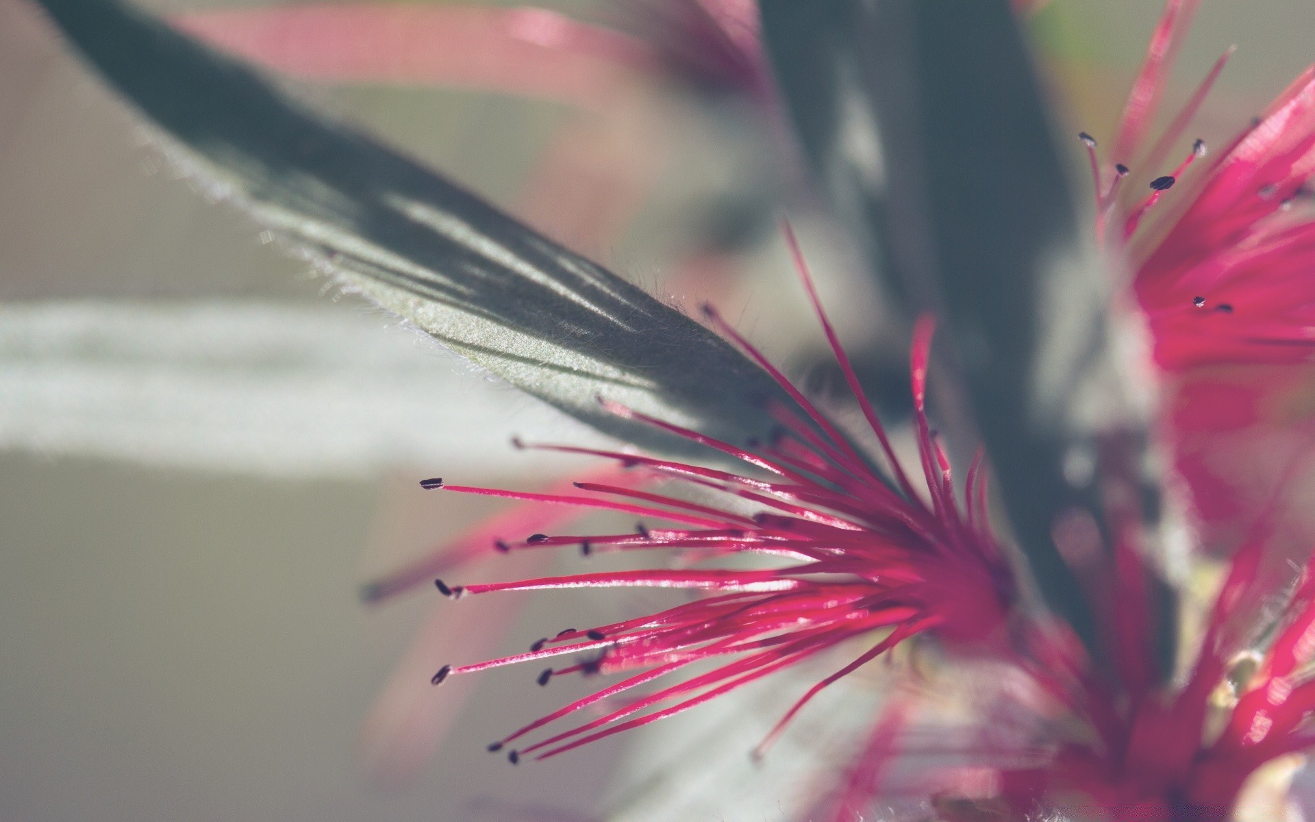 makroaufnahme blume natur farbe sommer unschärfe flora insekt hell schließen