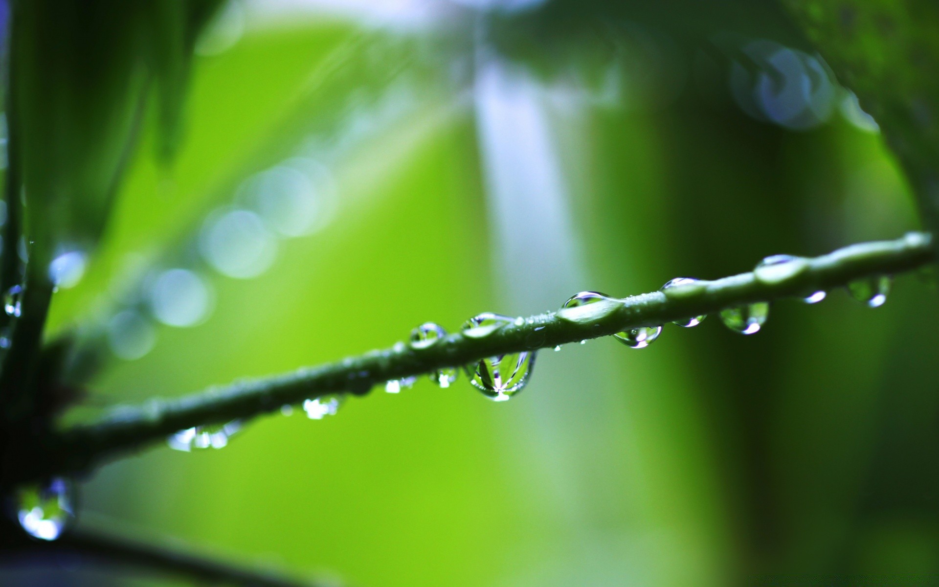 fotografia macro chuva orvalho queda folha gotas flora pureza natureza jardim gotas água borrão foco dof frescor ambiente crescimento amanhecer molhado