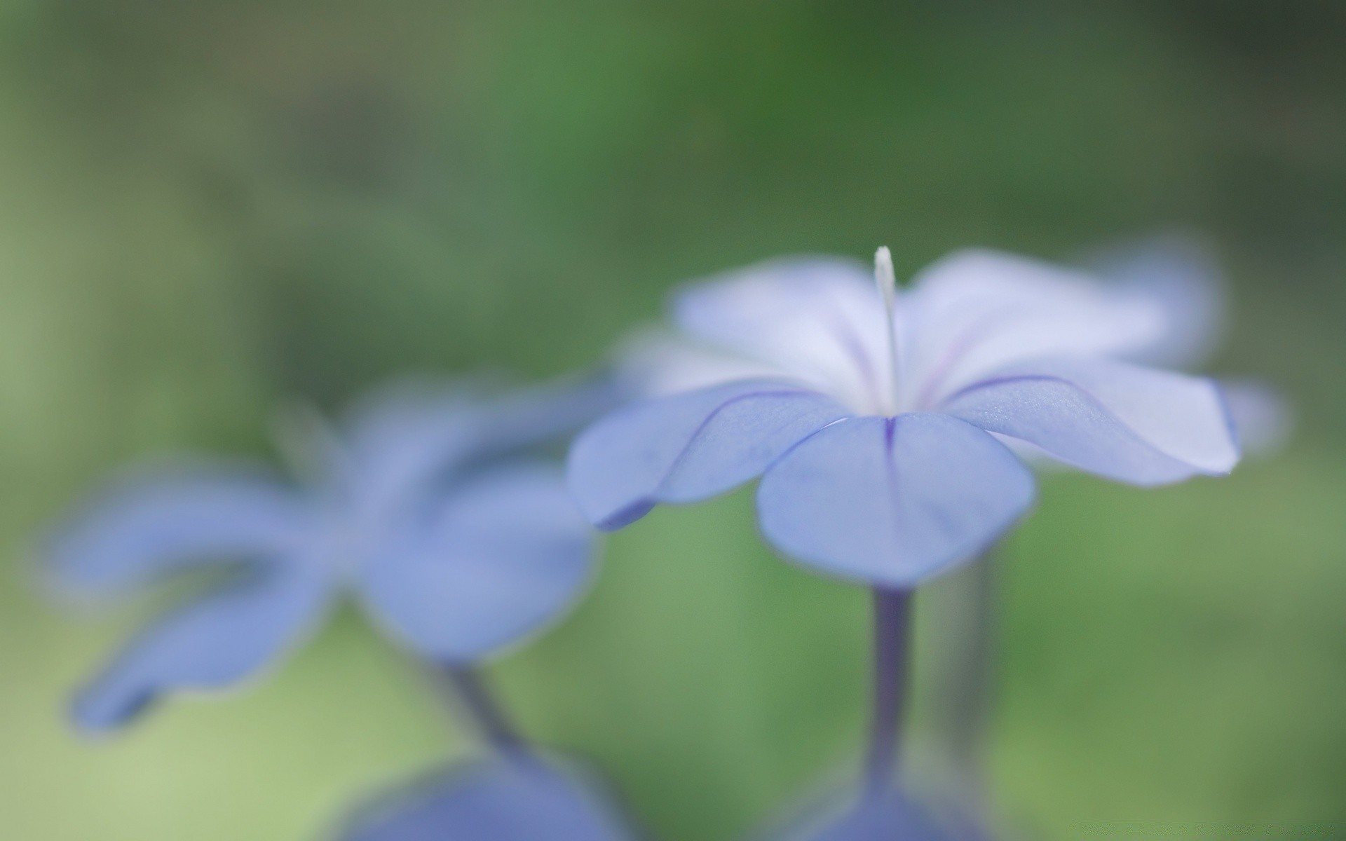 macro nature feuille flou flore été fleur croissance à l extérieur lumineux jardin délicat herbe