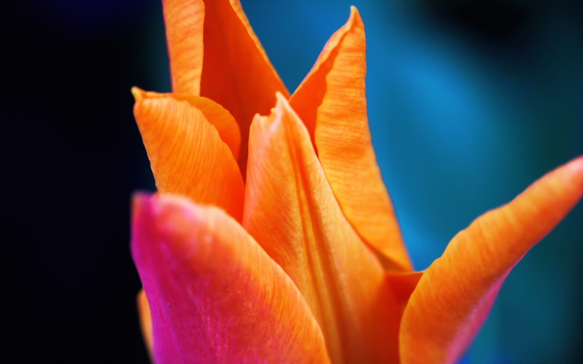 macro fleur nature pétale tulipe flore été lumineux feuille à l extérieur amour jardin couleur