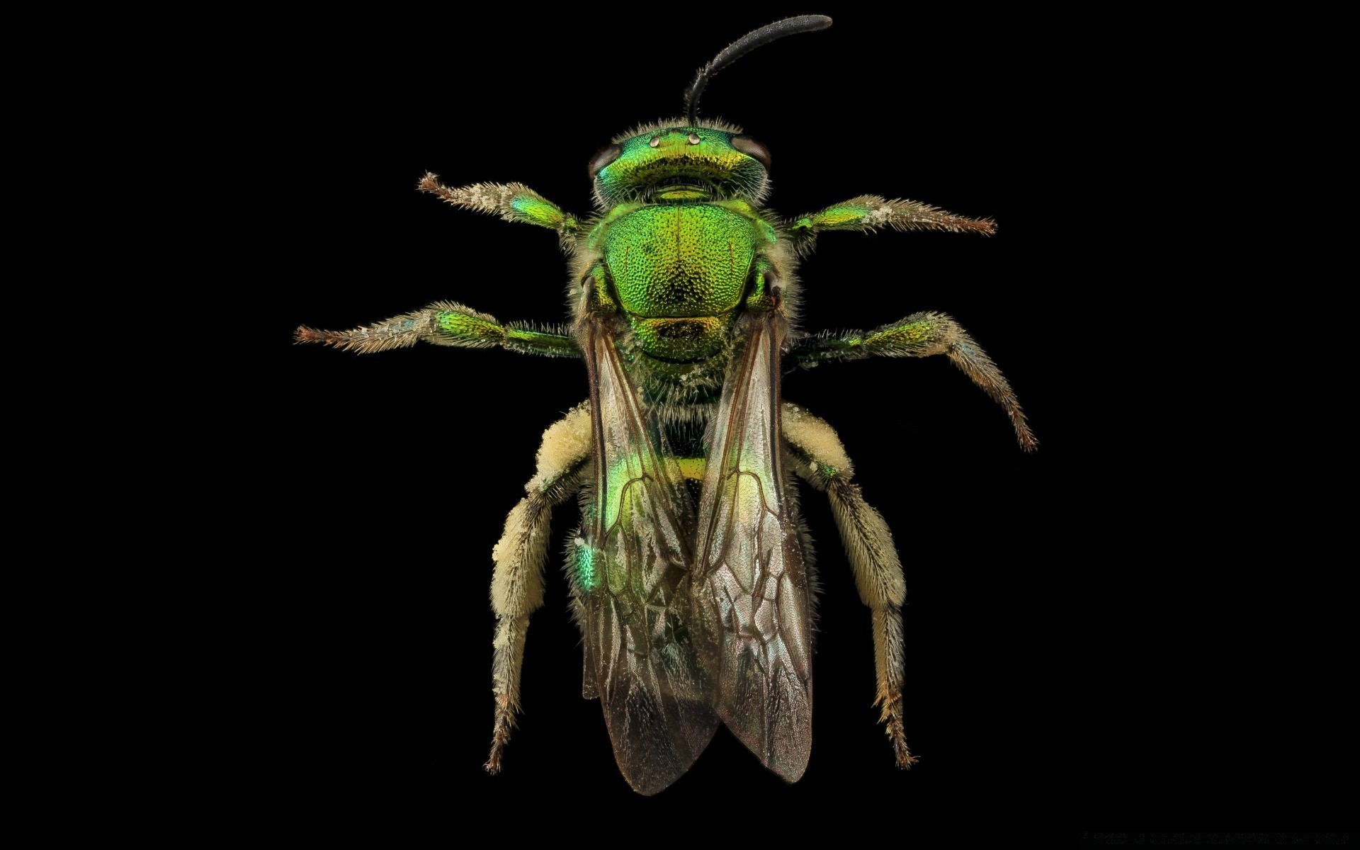 makro fotoğrafçılığı böcek omurgasızlar doğa yaban hayatı bir hayvan sinek biyoloji hava entomoloji masaüstü