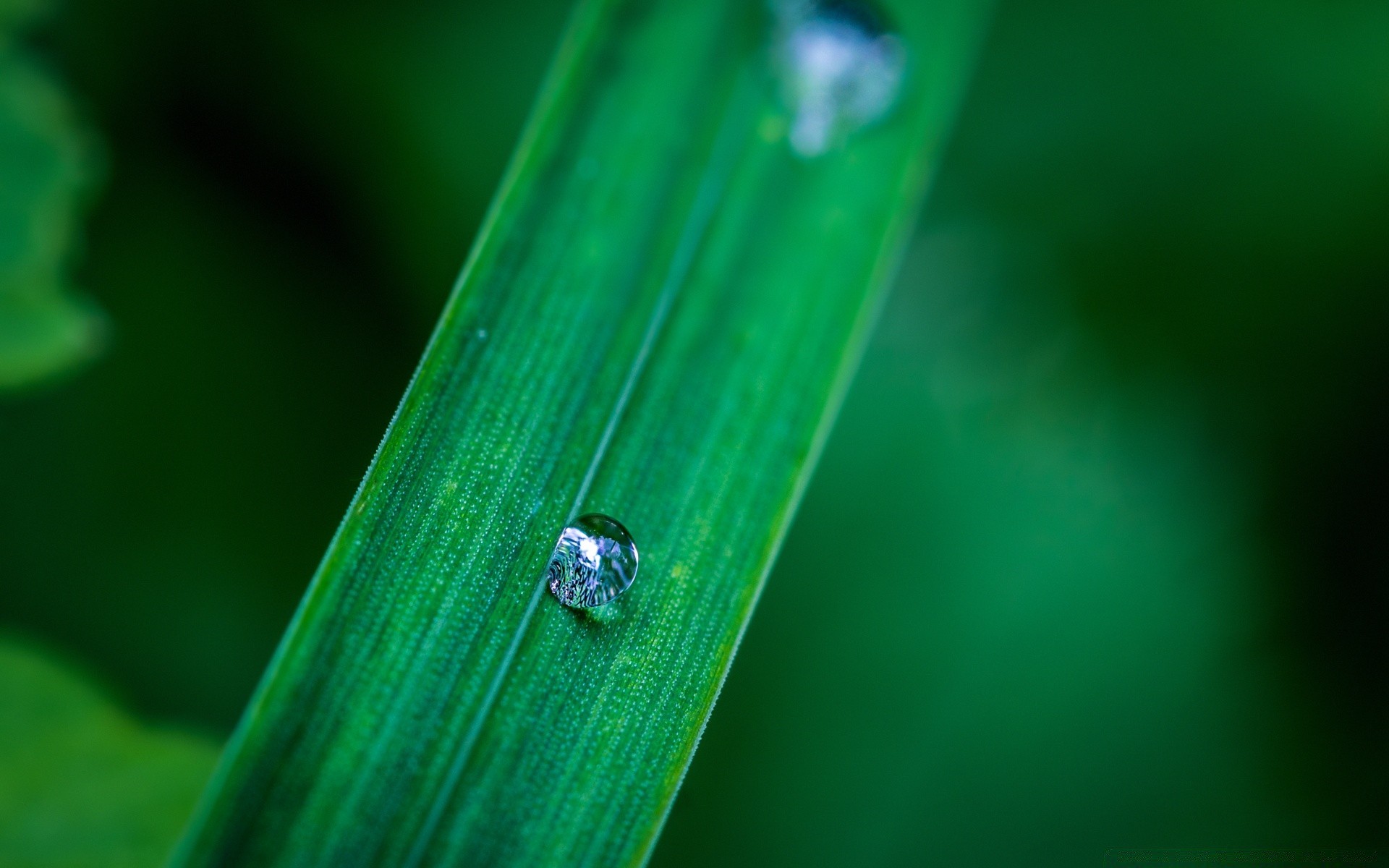 macro rain dew leaf nature insect water drop purity outdoors grass