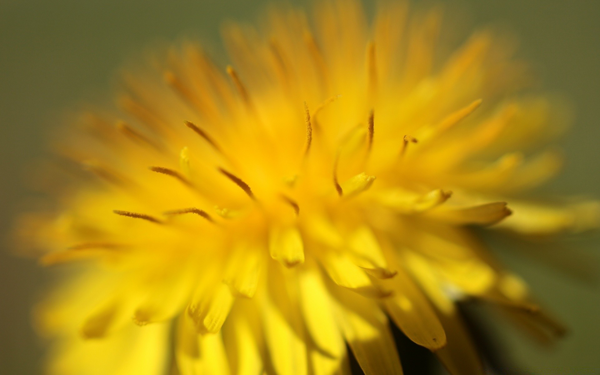 makro kwiat mniszek lekarski natura lato płatek flora rozmycie kolor ogród bluming