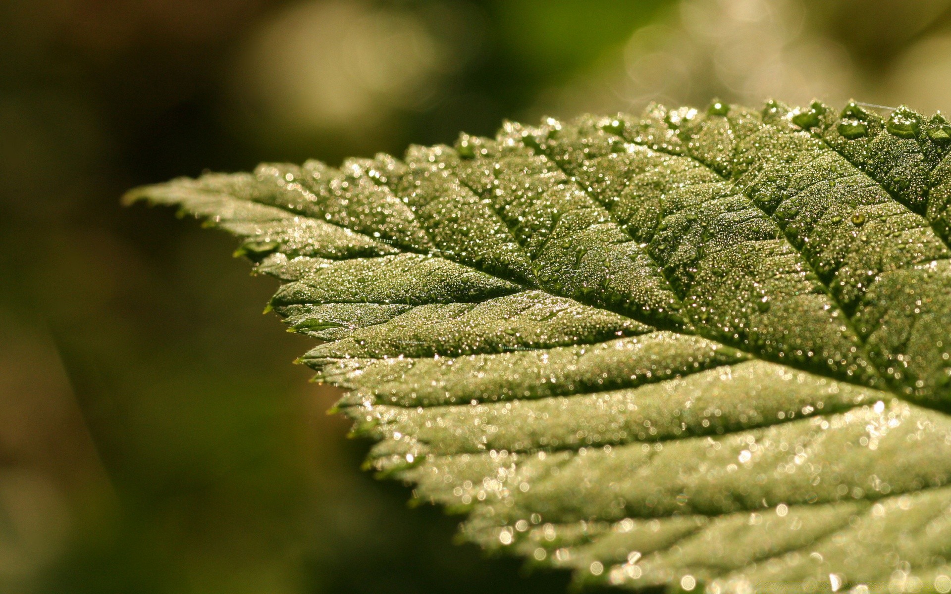 macro leaf nature outdoors flora growth winter tree rain close-up