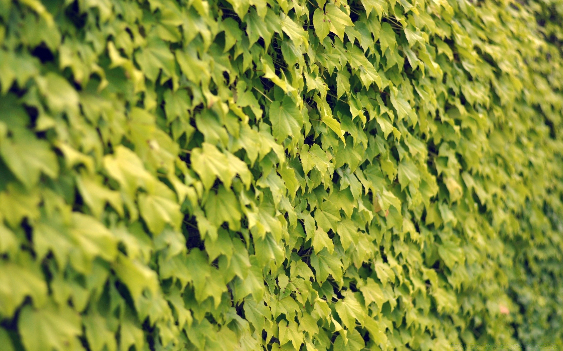 makro fotoğrafçılığı yaprak masaüstü doğa büyüme flora açık havada desen doku parlak yemyeşil ahşap duvar kağıdı ekoloji yaz çevre soyut